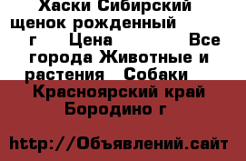 Хаски Сибирский (щенок рожденный 20.03.2017г.) › Цена ­ 25 000 - Все города Животные и растения » Собаки   . Красноярский край,Бородино г.